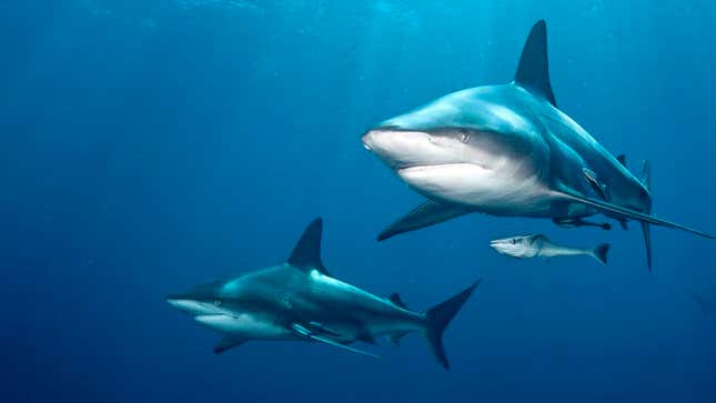 Image for article titled Study Finds Majority Of Non-Shark-Related Fears Completely Unjustified