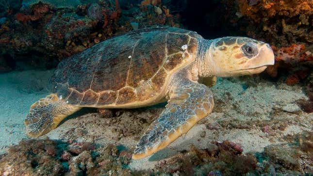 Researchers say the loggerhead sea turtle has fucked its way right out of possible extinction.