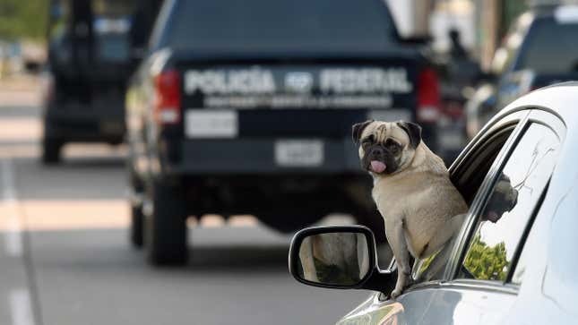 Image for article titled Are Dogs Good Drivers? A Tiny Jezebel Investigation