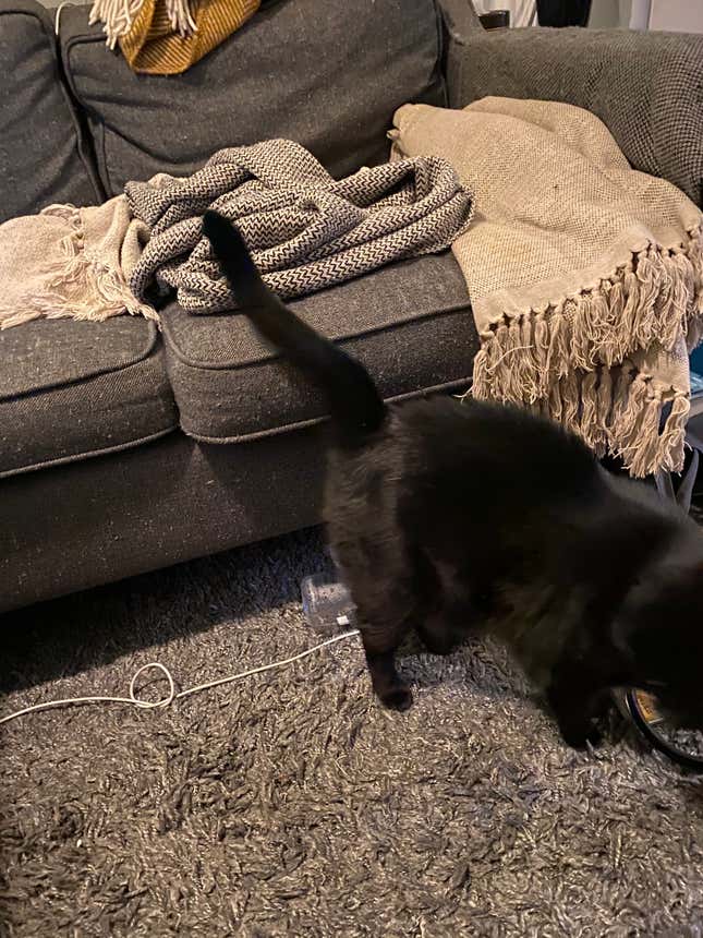 Image for article titled Are Cats Tinier Than Furniture? An Investigation