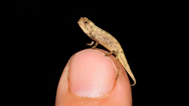 Brookesia nana is one of the smallest vertebrates on the planet.