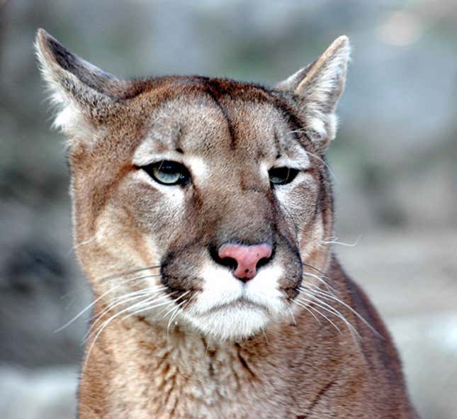 The quick-thinking cougar managed to escape by going for his attackers' vulnerable torsos.
