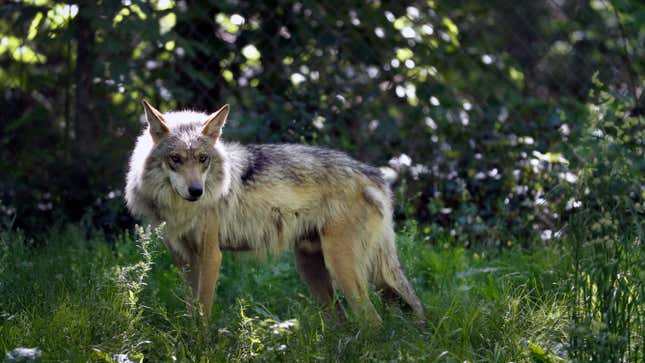The Mexican gray wolf is protected under the Endangered Species Act.
