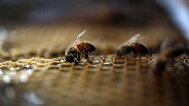 Image for article titled Maybe All Those Missing Bees Are Just in Our Eyeballs, Eating Our Tears