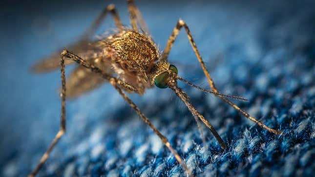 Imagen para el artículo titulado Una nueva investigación descubre cómo los mosquitos nos encuentran para picarnos