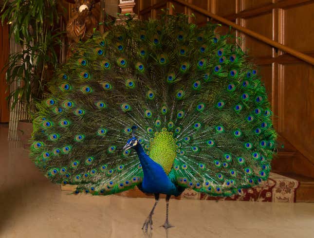 Image for article titled Hugh Hefner Found Dead By Live-In Peacock