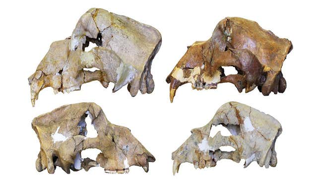 Cave bear skulls found in the Caucasus mountains. 