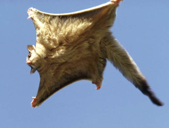 Image for article titled Flying Squirrel Loves It Every Time