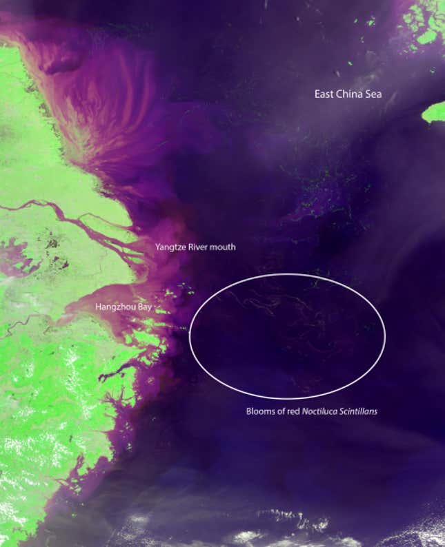 A satellite image of the East China Sea showing blooms of red Noctiluca scintillans east of Hangzhou Bay.