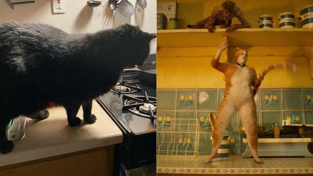 Image for article titled Are Cats Tinier Than Furniture? An Investigation