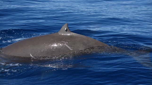 A Cuvier’s beaked whale with a tag on its dorsal fin.