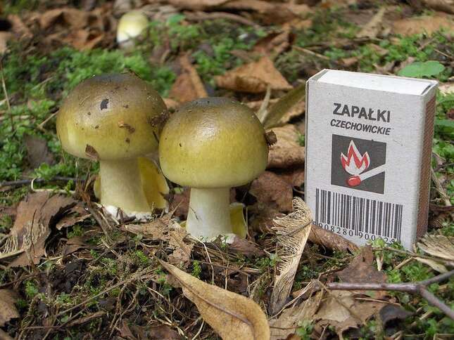 Ejemplares jóvenes de la Amanita phalloides. Wikimedia Commons