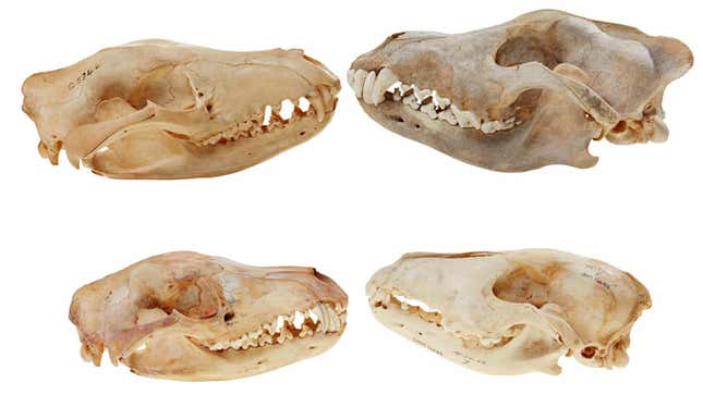 Adult and juvenile thylacine skulls (left) facing gray wolf skulls (right).