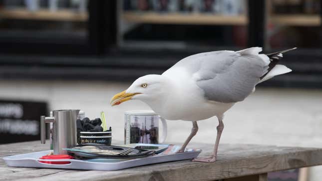 A herring gull enjoying a fine meal.