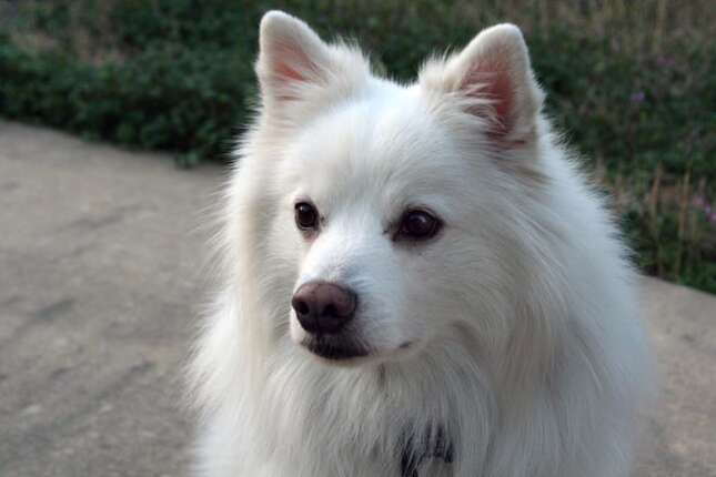 La razón por la que tu perro tiene esas manchas oscuras cerca de sus ojos