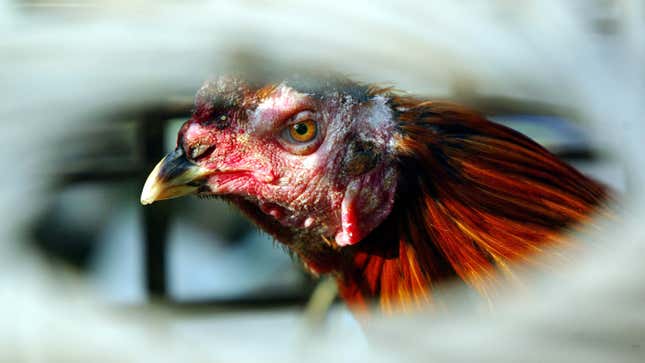 Angry-looking chicken stares at camera