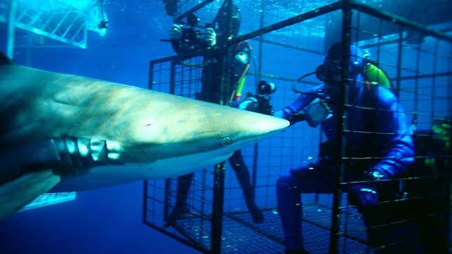 Image for article titled Nation’s Shark Experts: ‘You Could’ve Had This Job’