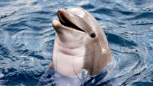 Image for article titled Study Finds Rising Sea Levels Result Of Expansive Colonization Effort By Dolphins