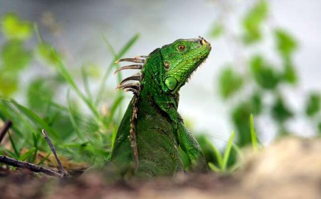 Imagen para el artículo titulado El servicio meteorológico de Florida alerta de la posible caída de iguanas por las bajas temperaturas