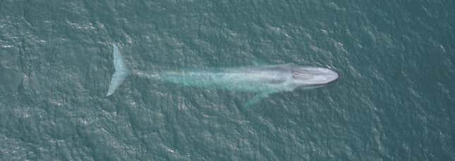 A tagged blue whale off the coast of California in Monterey Bay.