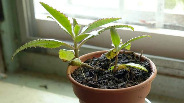 Image for article titled Coddled Potted Plant Could Never Make It On Outside
