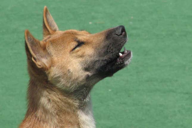 A captive New Guinea singing dog, mid-song.