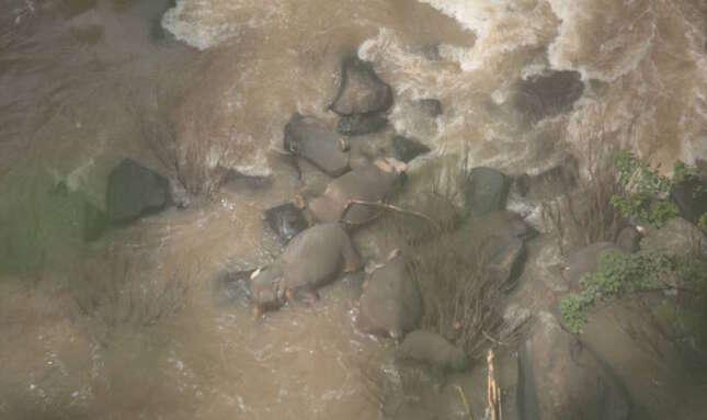 Seis elefantes mueren al caer por una cascada mientras trataban de ayudarse unos a otros