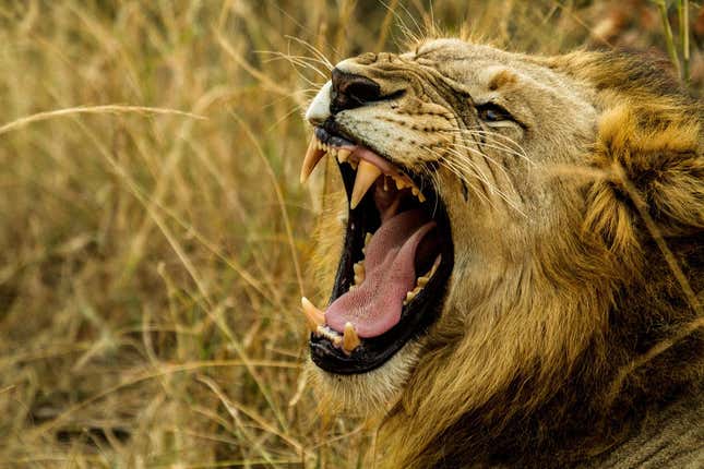 Una IA revela que cada león tiene un rugido único y rastreable