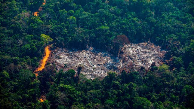 Image for article titled The Number of Fires in the Amazon Rainforest Spiked in 2019