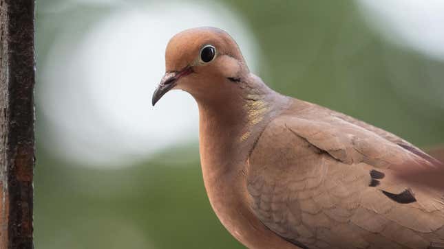 A mourning dove on my fire escape