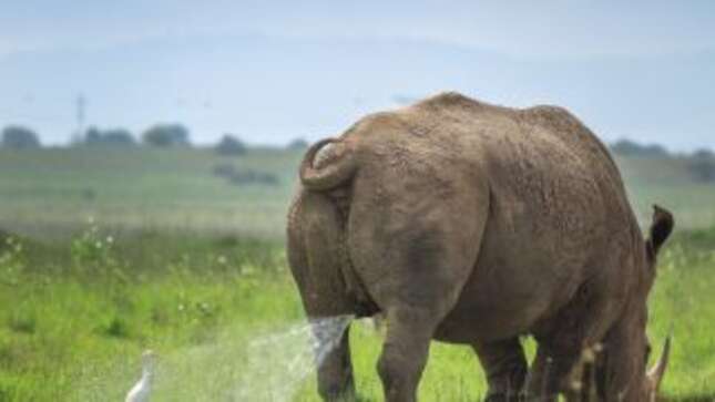 Si las fotos más cómicas de vida salvaje de 2019 no te sacan una sonrisa, no eres humano