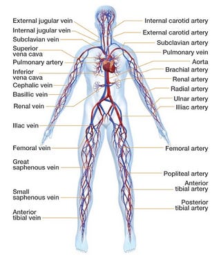 jugular vein fetish Jugular vein fetish