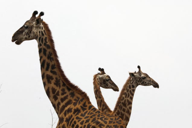 Giraffes: Spotted in the wild
