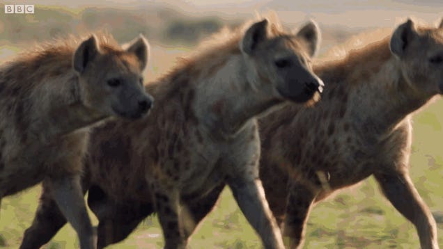 Salvado por la manada: un joven león se libra de la muerte por los pelos  tras ser rodeado por una jauría de hienas