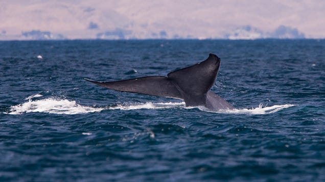 Save the Whales—But Actually