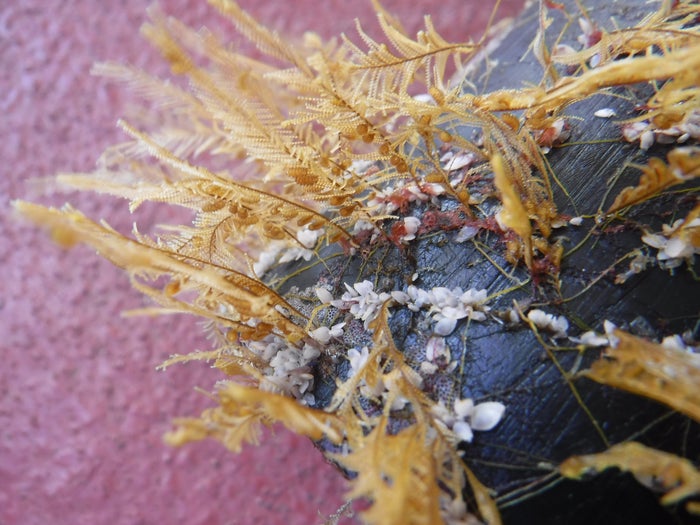 البرنقيل المائي الساحلي Aglaophenia pluma وأبواق المحيط المفتوحة ذات الرأس المنحنية Lepas التي تعيش على البلاستيك العائم التي تم جمعها في شمال المحيط الهادئ شبه الاستوائي Gyre.