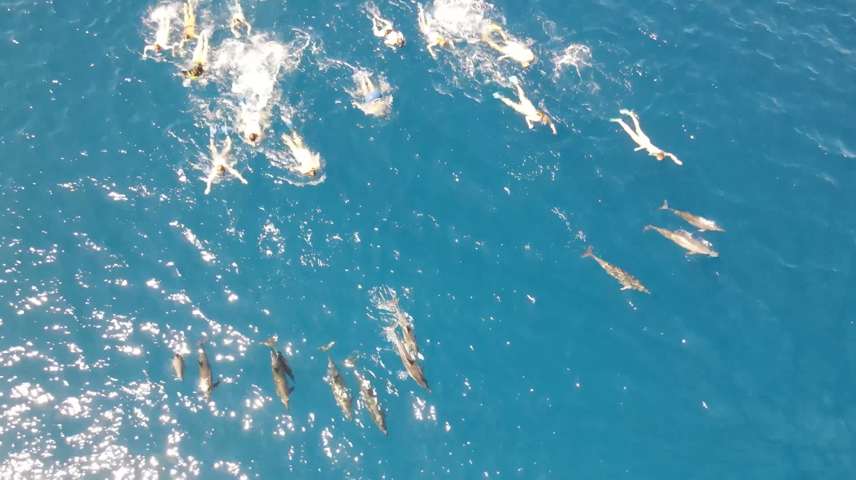 يتطلب قانون ولاية هاواي من السباحين البقاء على بعد 50 ياردة من الدلافين الدوارة في مياه الولاية.