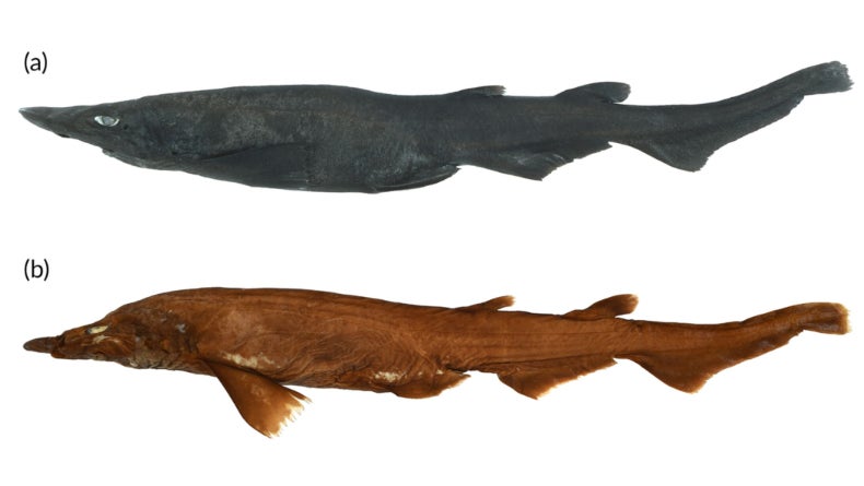 صورة أنثى بالغة Aspiritus ovicorrugatus بطول حوالي 1.5 قدم (0.46 متر).  الصورة العلوية عبارة عن عينة حديثة ، بينما الجزء السفلي عبارة عن عينة محفوظة. 
