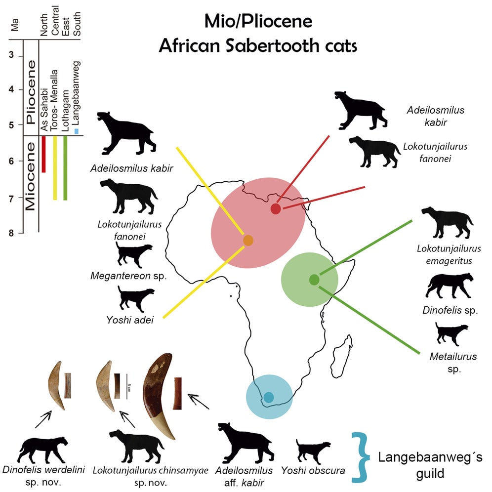 خريطة توضح توزيع القطط ذات الأسنان السفلية عبر إفريقيا في العصر الميوسيني والبليوسيني.