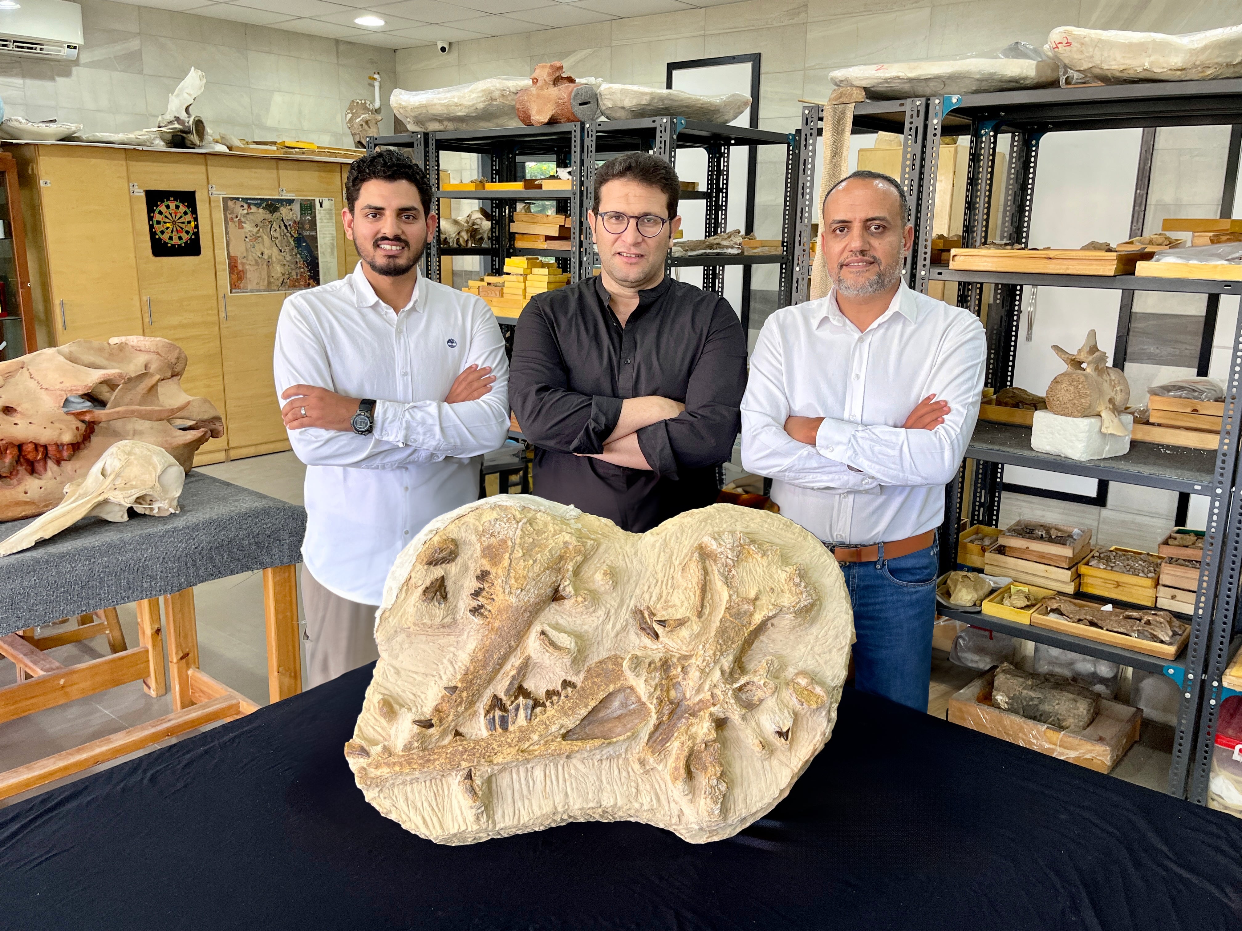 علماء الأحافير عبد الله جوهر ومحمد سامح وهشام سلام (من اليسار إلى اليمين) مع أحافير من النوع الأصلي للحوت.