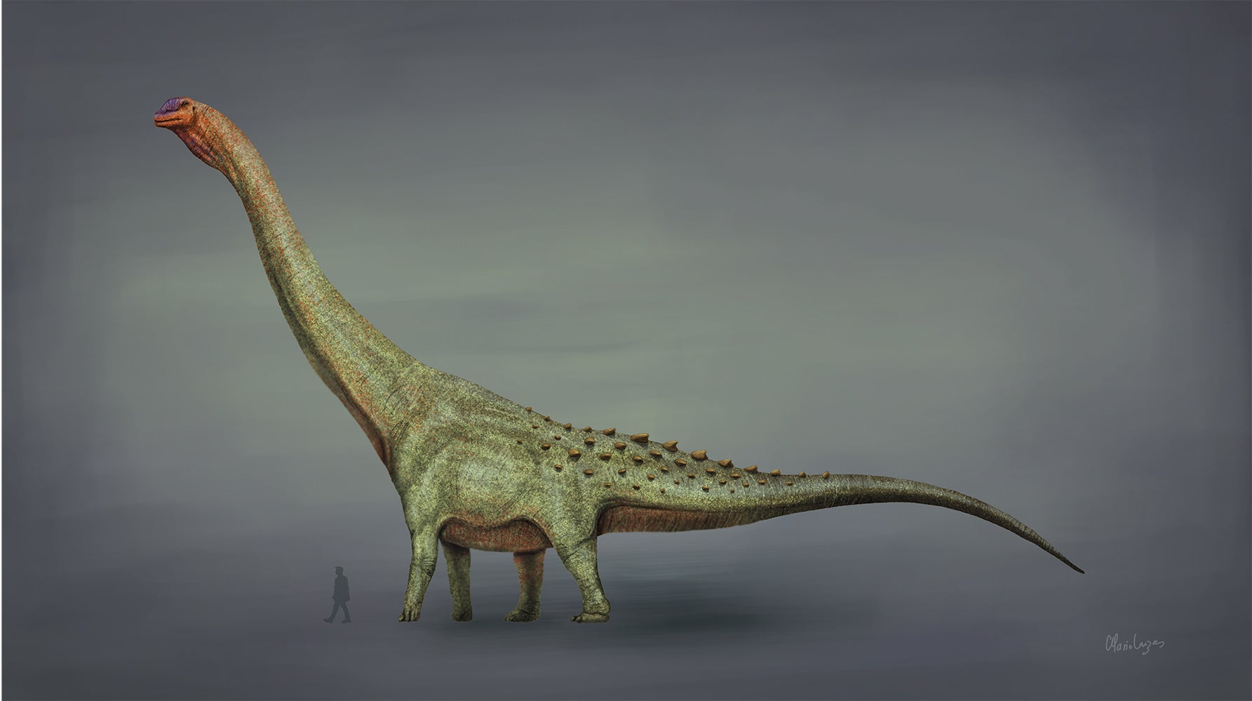رسم توضيحي لفنان قديم لتيتانوصور (باتاغوتيتان) مقارنة بالإنسان.