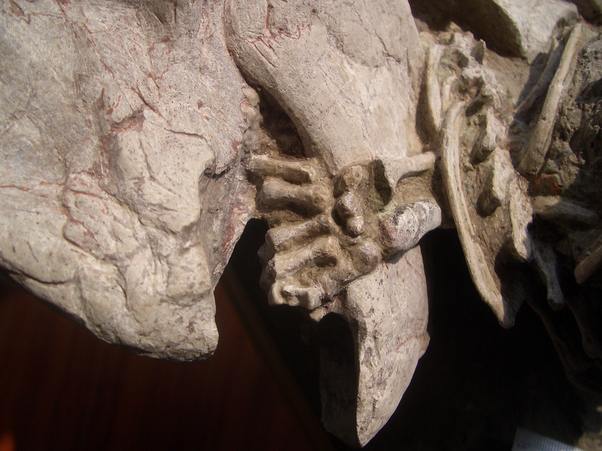 La sabrosa mano de Repinomamus en la mandíbula de un Psitacosaurio.