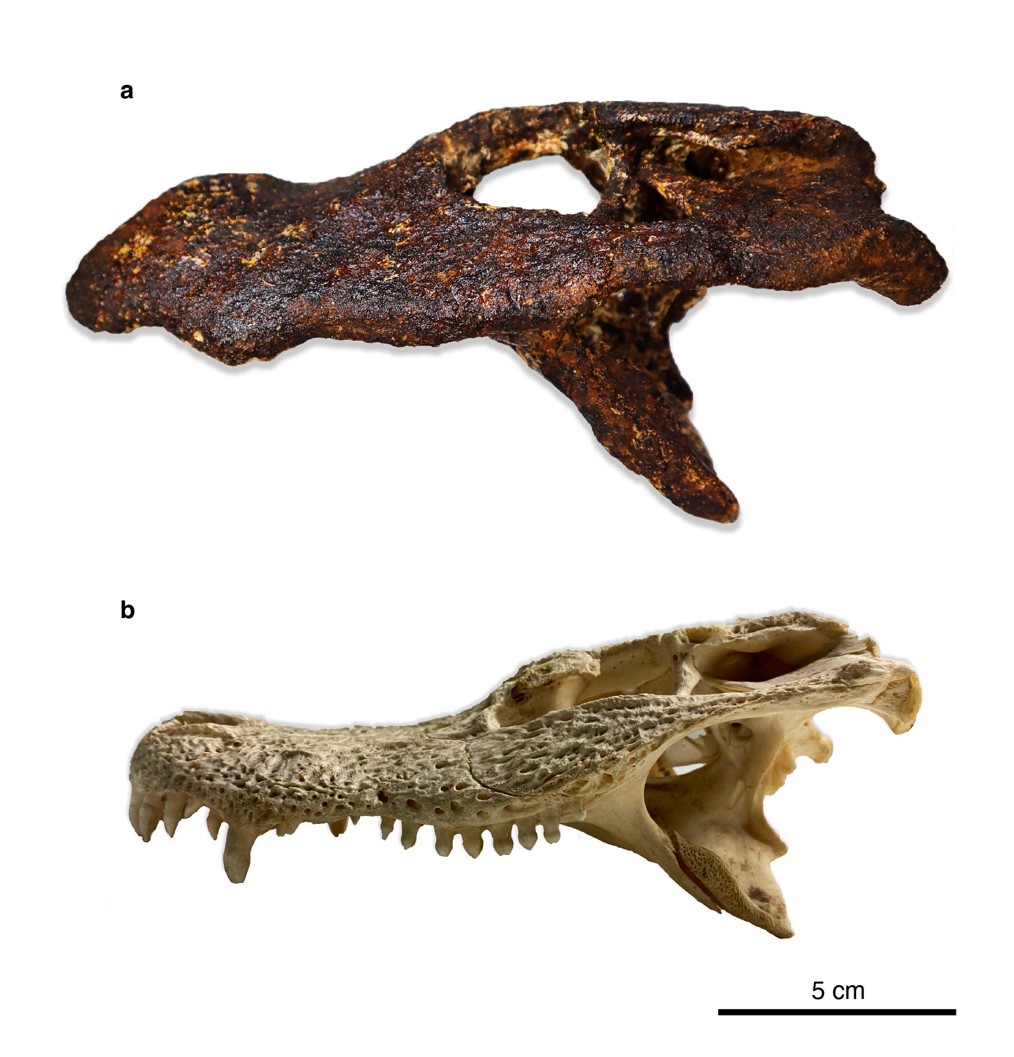 مقارنة بين جمجمة A. monensis (أعلاه) وجمجمة A. sinensis.
