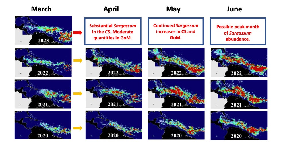 تُظهر سلسلة من صور خرائط الأقمار الصناعية المدى الماضي وتتنبأ بمدى تكاثر أعشاب سركسوم البحرية في المحيط الأطلسي.  سجل مارس 2023 رقماً قياسياً لأكبر عدد من الطحالب على الإطلاق ، في هذا الوقت من العام. 