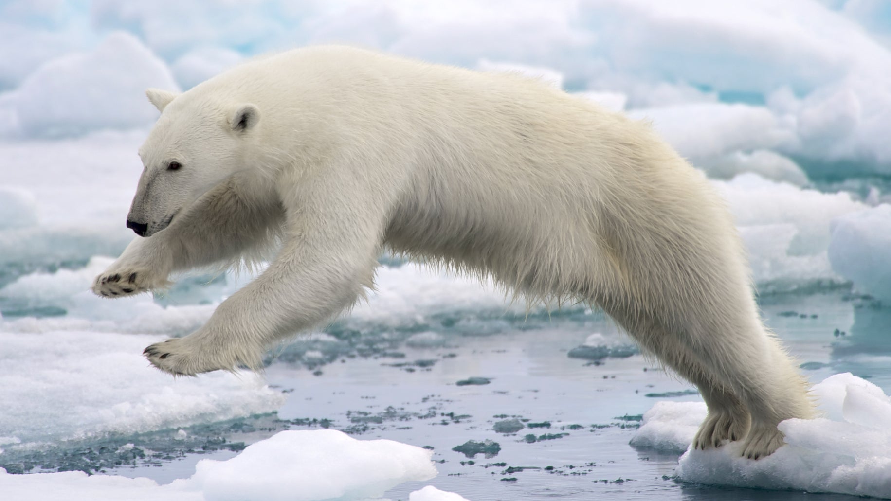 Ein Eisbär springt zwischen schwimmenden Eisstücken.