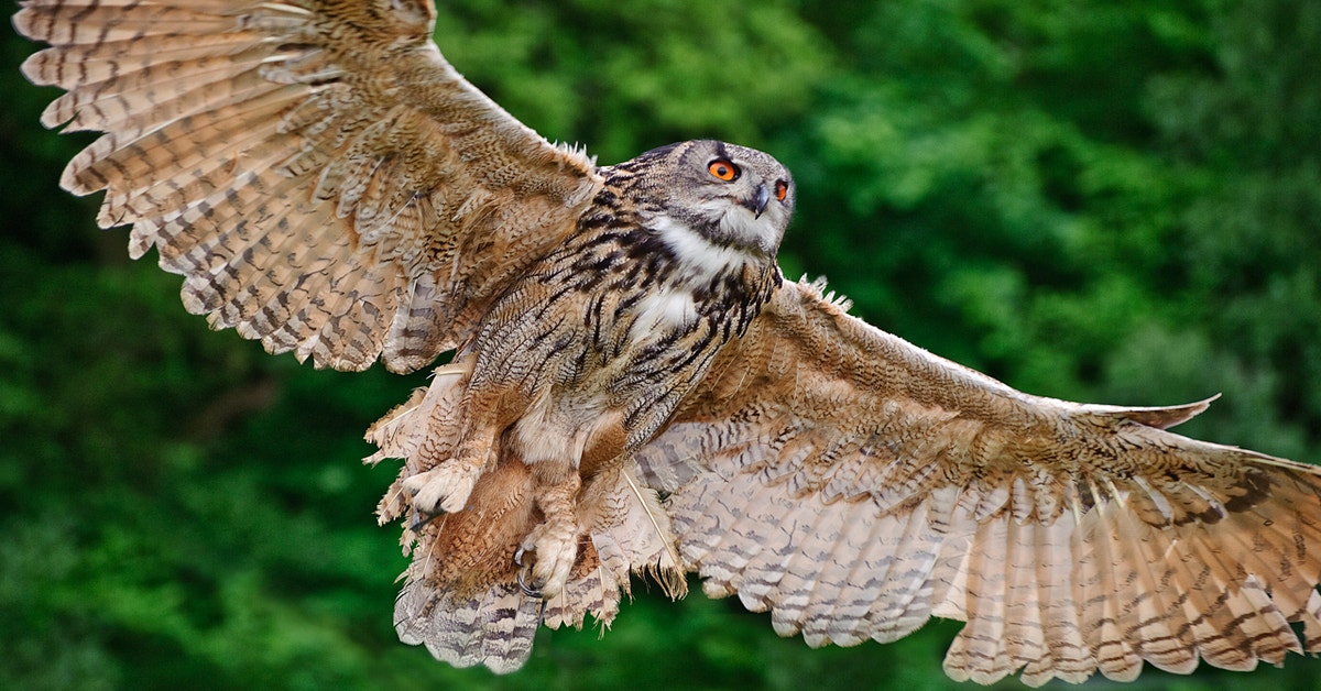 Owl Wings Are Helping Silence Aeroplanes, Fans, And Wind Turbines ...