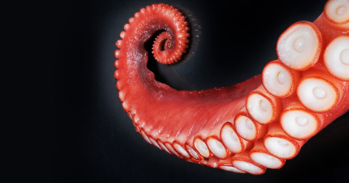 giant-squid-eyes-twice-the-size-of-your-head-gizmodo-australia