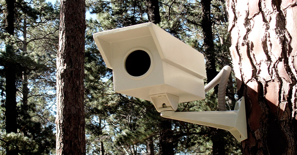 Camera Or Bird Feeder Why Not Both Gizmodo Australia