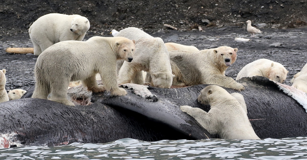 Why Hungry Polar Bears Could Start Devouring Dead Whales Gizmodo Australia