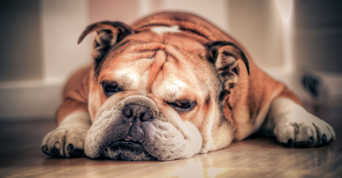 English Bulldogs Have Reached A Genetic Dead End | Gizmodo Australia